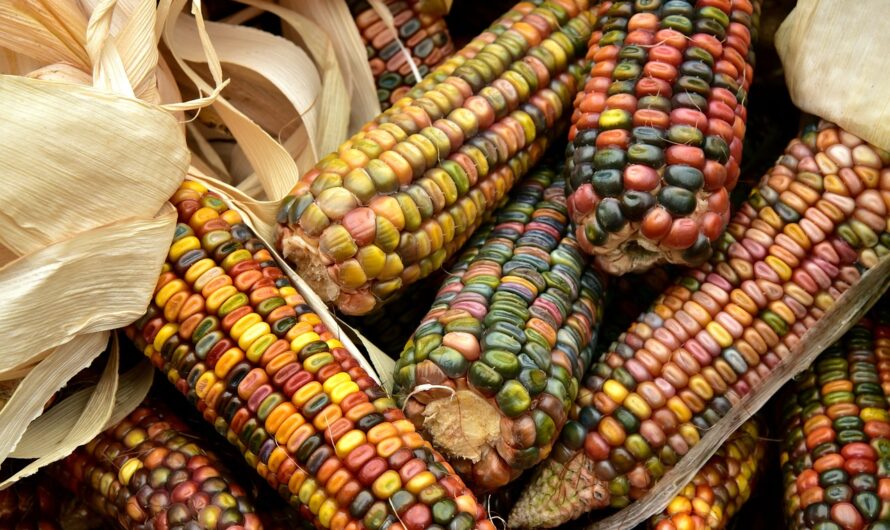 Выращиваем кукурузу: все о семенах и их особенностях
