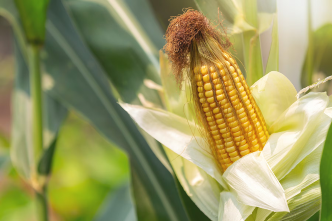 Выращиваем кукурузу: все о семенах и их особенностях